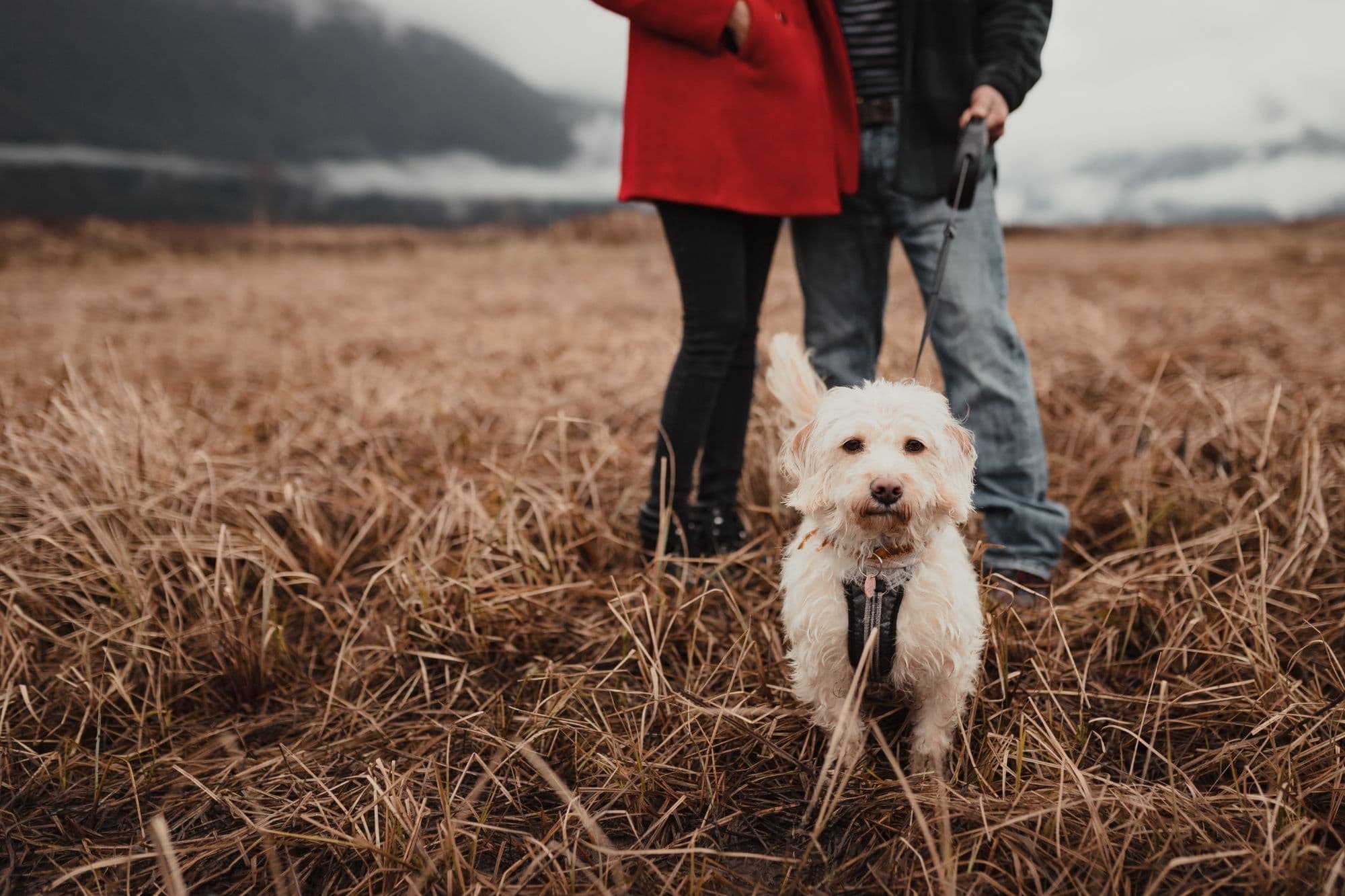PAWS & PORTRAITS